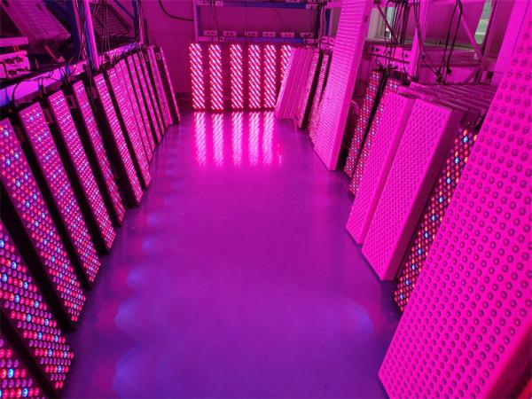 Red Near Infrared Light Therapy Panel 1000W 630nm 660nm 810nm 850nm Red Light Therapy Device