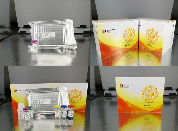 Canine Haptoglobin Elisa Reagent Kit / Indirect Elisa Test Strong Specificity
