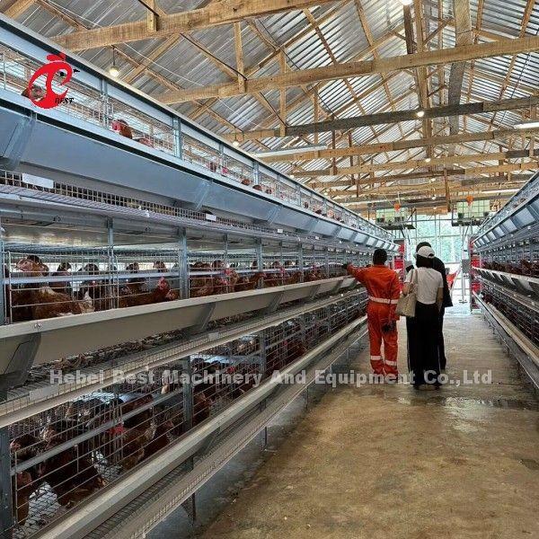 200 Birds Automatic Chicken Battery Cage For Sale Egg Layer Cage Farm Ada