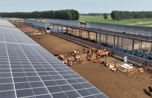 Galvanized Steel Frame Cattle Shed With Automatic Livestock Feeding System And Optional Solar Panel