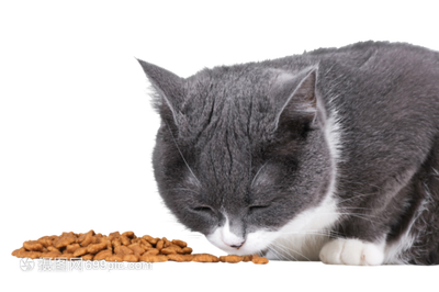 High Grade Dog Food Taste Enhancer Dog Food Beef Flavor Fine Granule