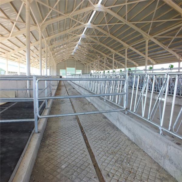 Lanjing, une ferme en acier préfabriqué, des abris pour bétail en métal moderne.