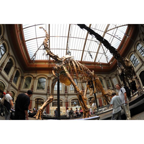 Sunproof Fiberglass Dinosaur Skeleton For Large Entertainment Venue Decoration