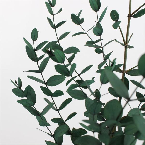 Customized Natural Preserved Foliage For Gift / Wedding / Home / Shop