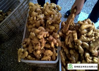 Mature Organic Fresh Ginger , Wholesale Premium Grade Air Dried Ginger