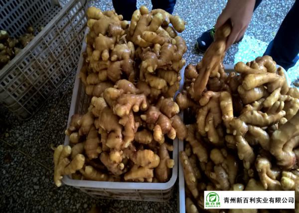 Mature Organic Fresh Ginger , Wholesale Premium Grade Air Dried Ginger
