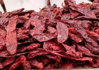Guajillo sec fruité poivre 500SHU 11cm Nouveau Mexique Chili Guajillo