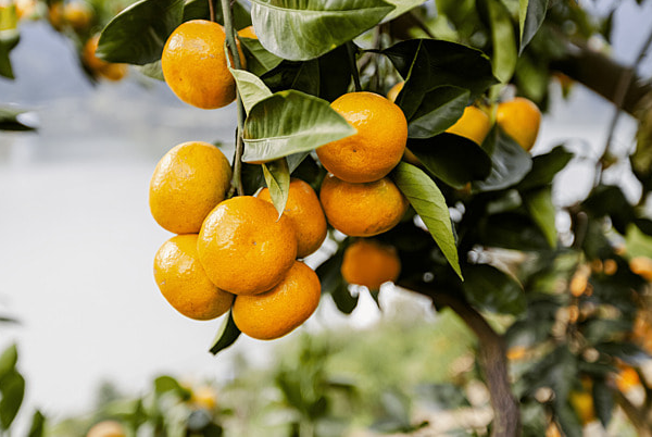 Organic Fertilizer Amino Acid 80 Powder Yellow Hydrolysis Amino Acid Powder