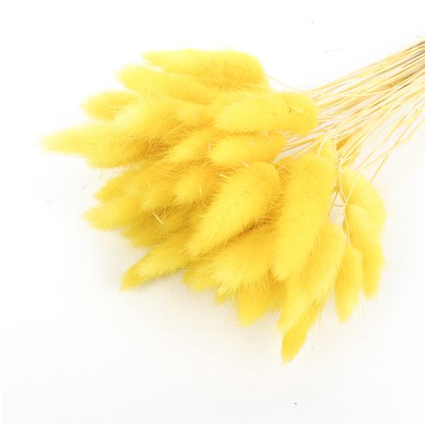 Customized Color Eternal Beautiful Dried Flowers Rabbit Tail Grass Lagurus Ovatus