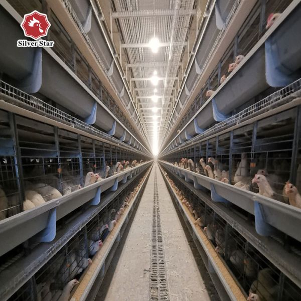Chicken Closed House Battery Cage System Automatic Poultry Equipment in Tanzania