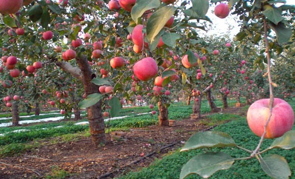 Adubo Foliar do boro orgânico do cálcio, adubo cálcico líquido solúvel