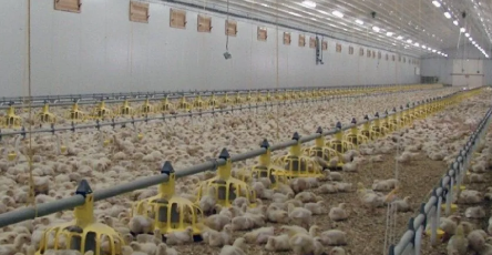 Easy Disassembly Good Ventilation Prefabricated Steel Structure Chicken Shed Poultry House