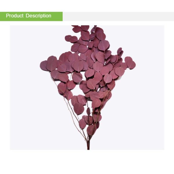 Decor Wedding Ornament Preserved Foliage With Round Leaves Green Plants