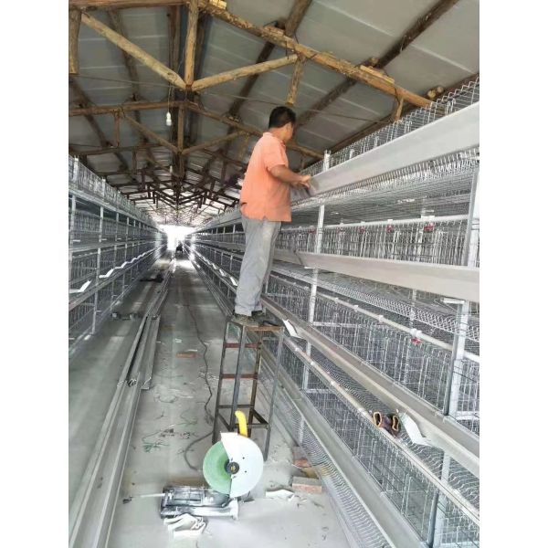 Hot-dip Galvanized Small Tier Layer Cages Easy Manure Removal  Customized service