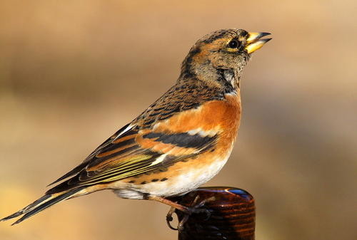 Round Shape Small Bird Food Perilla Seeds Type 100% Nature Featuring