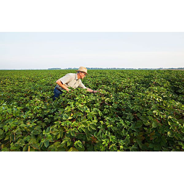 Концентрат удобрения морской водоросли 1L заводов органический жидкостный