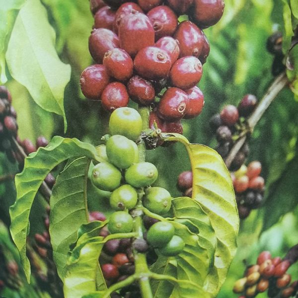 100% Compostable Packaging Bags White Kraft Stand Up Pouch 120um TUV Certified