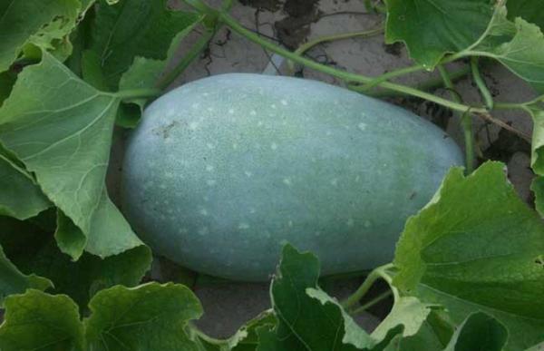 Frozen Winter Melon(White Gourd), leaf-shaped, flower-shaped etc. for food decoration