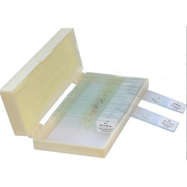 Pre Prepared 50pcs Microscope Glass Slides Mixed On Animal Plant And Insect