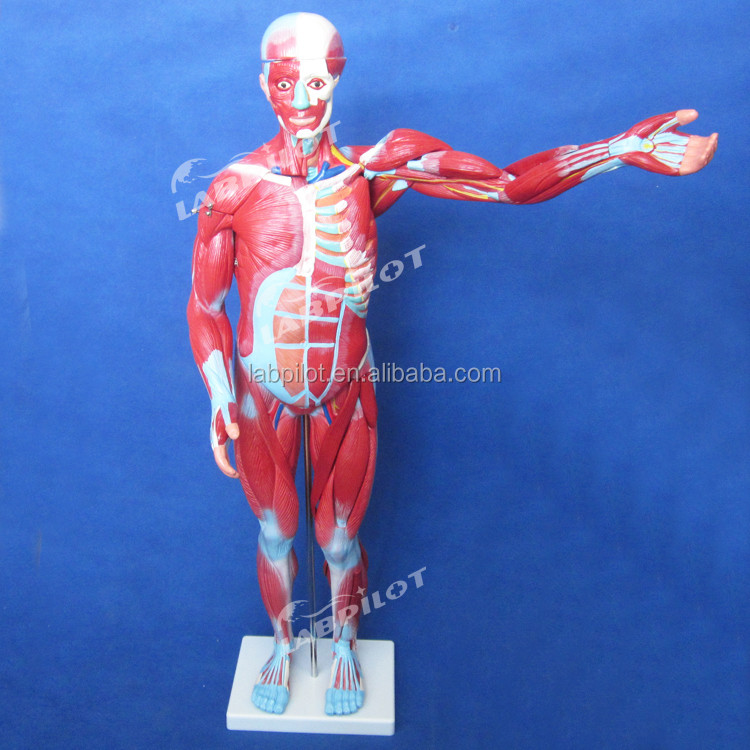 Item Human Body Anatomy Model Displaying Internal Organs and Muscles Torso Mannequin