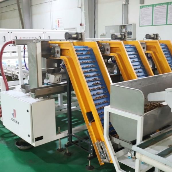 User-Friendly Walnut Kernel Sorting Machine Offers Simple Controls For Short Training Time And Reduced Labor Cost powered by Deep-learning