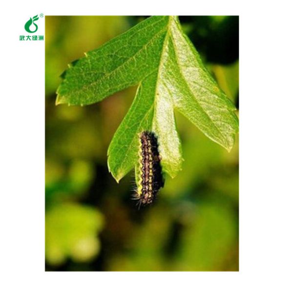 Tea pests raise virus extract bio pesticide manufacturer EoNPV Bt protect nature enemies 