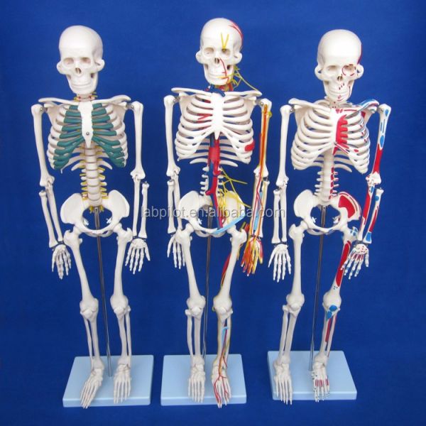 Medical Science Advanced PVC Human Skeleton Model with Nerves and Blood Vessels HOT 85cm