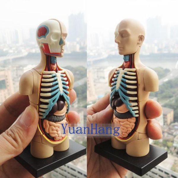 4d Master Puzzle Assembling 19cm Human Body Anatomy Model Toy Medical