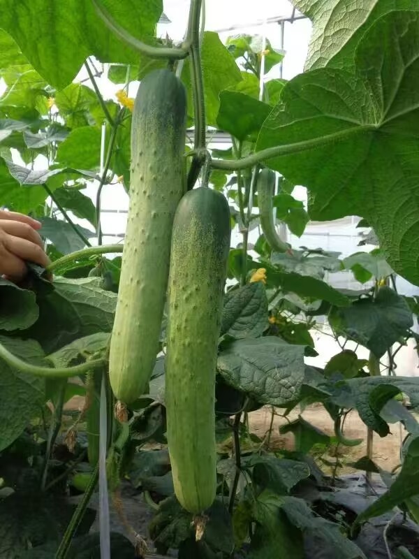 CU15 Cuiqing OP long green cucumber seeds wholesale, export quality cucumber seeds for sale