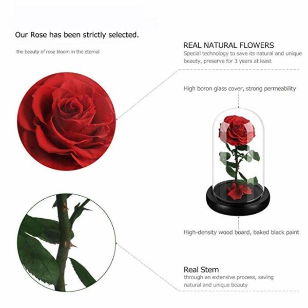 beauty and the beast roses preserved roses in glass dome rose for lover's gift