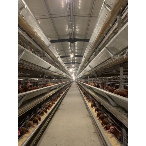 IoT Digital Management EGG CHICKEN CAGE BREEDING EQUIPMENT Horizontal Sliding Door
