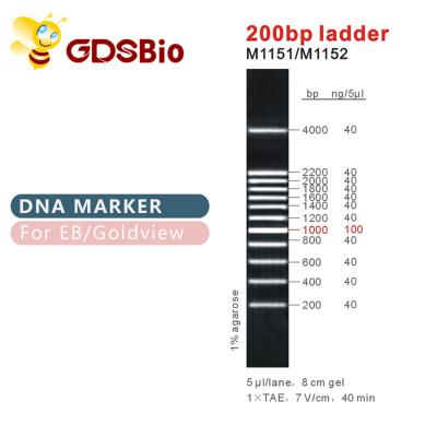 marcador M1151 do ADN da escada 200bp (50μg) /M1152 (5×50μg)