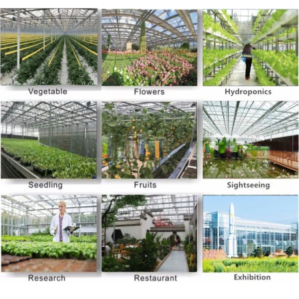 Hot Galvanized Steel Frame Structure Venlo Glass Greenhouses for Vegetable Agriculture