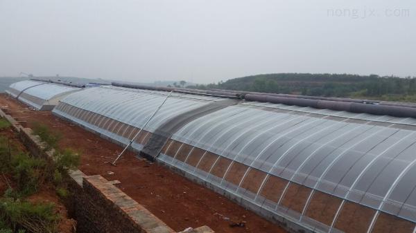 Largura personalizada Estufas tradicionais de vegetais solares com material de cobertura de filme