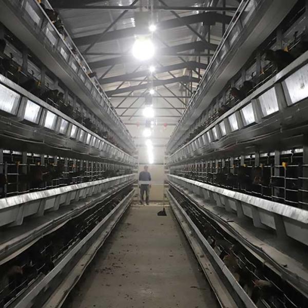 Q235 Steel Wire Poultry Chicken Cage Stable Performance 0 - 20kw Power For Farm