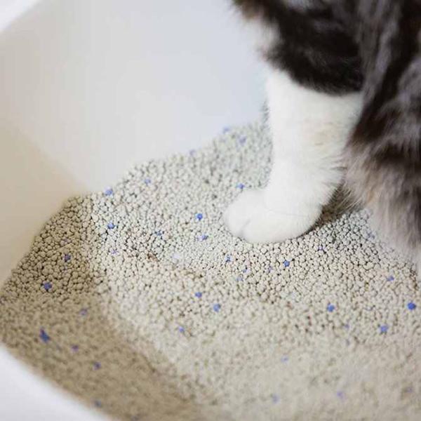 Pet Products Low Tracking Clumping High Absorbency Odor Control Dust Free Bentonite Kitty Litter