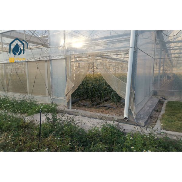 Rainwater Collection Gutter Multi Span Greenhouse with Water Recycling System for Sustainable Agriculture