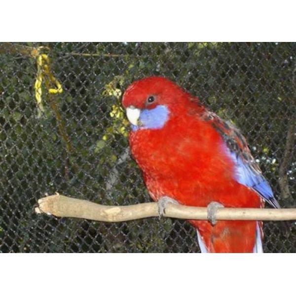 1.2mm Stainless Steel Bird Mesh/ stainless steel wire mesh for bird cages