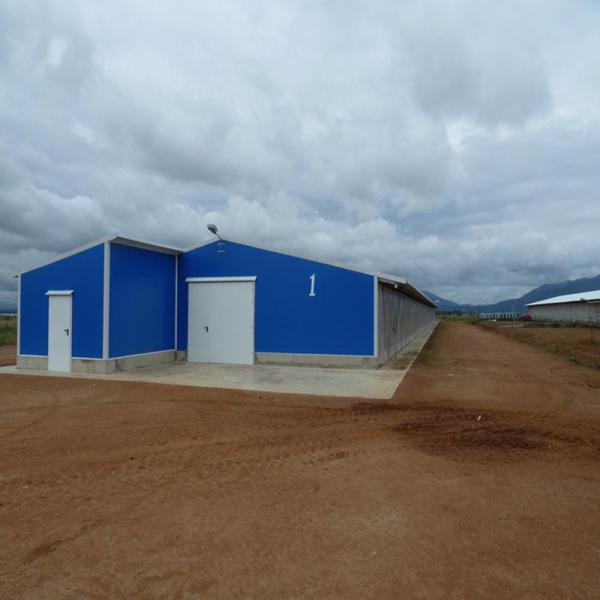 Structure en acier ignifuge Poule maison de volaille Ventilation automatisée cadre en acier poulailler