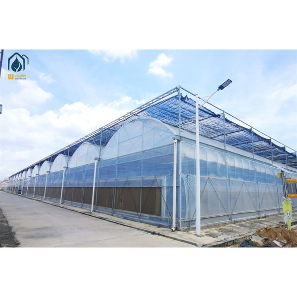 Plastic Multi Span Greenhouse Galvanized Steel Custom Greenhouses