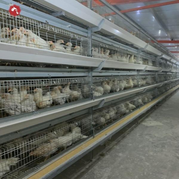 Le poulet soudé de couche d'oeufs de fil met en cage le type chaud de Q235A H plongé galvanisé