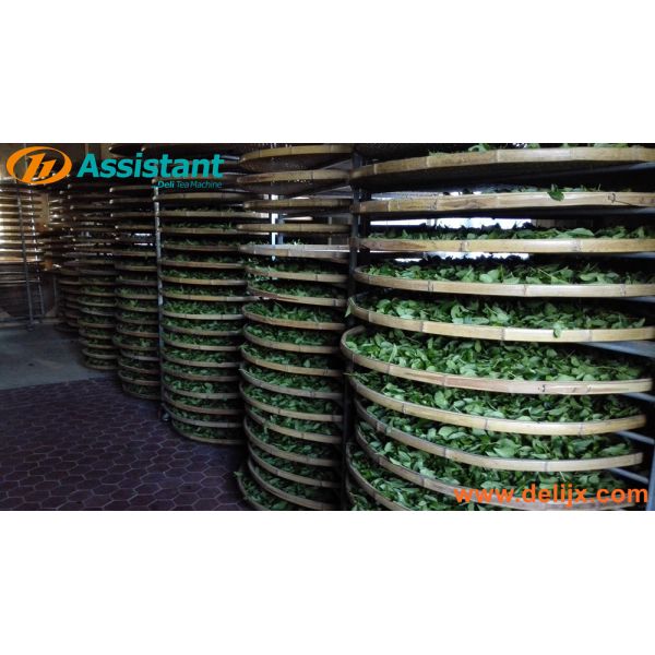 120mm Layer Height White Tea Withering Bamboo Rack DL-TQJ-20