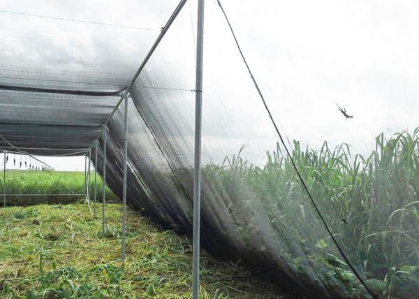 Customized Insect Protection Shade House Greenhouse Garden Shade House