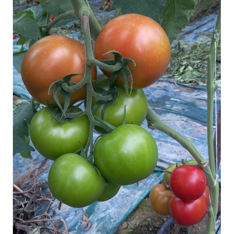 Shouxing Good Fruit Setting F1 Hybrid Tomato Seeds Good Hardness T17