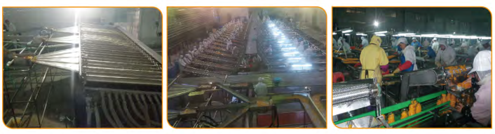 Orange Processing Fruit Canning Equipment High Precision Custom Design