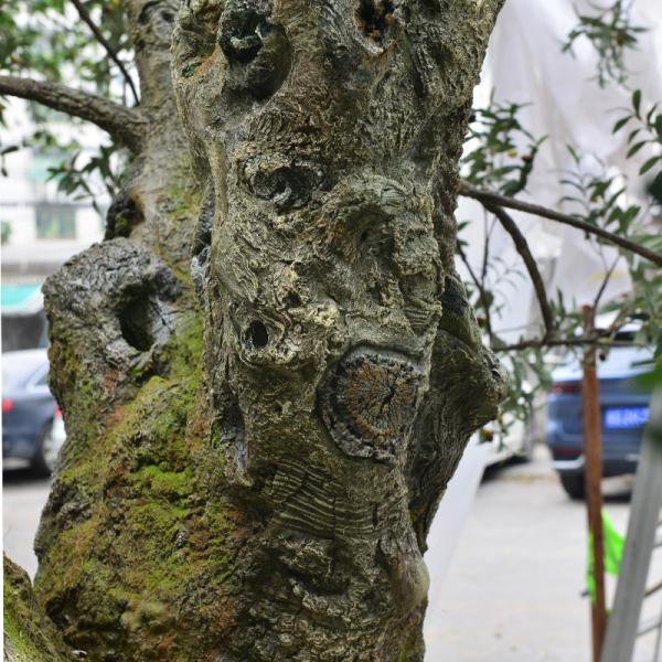 Factory Priced Large Artificial Olive Tree Huge Ornamental Fiberglass Tree for Indoor Restaurants and Shopping Malls Decor