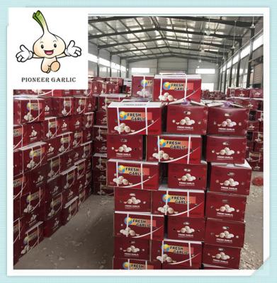 High Quality Quick Delivery China Garlic Price Pure White Fresh Garlic Price 2016