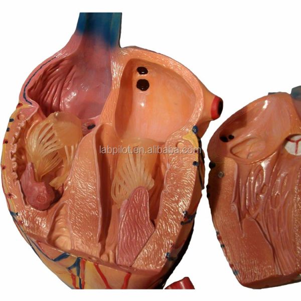 Hospitals' Top Choice 3D Human Heart Anatomy Model for Detailed and Accurate Learning