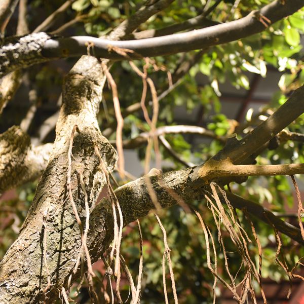 2m Artificial Landscape Trees Large Ficus C Style Custom Height Exibition Hall Foliage Tree