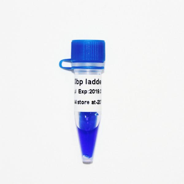 100bp Ladder DNA Marker M1061 (50μg)/M1062 (50μg×5)